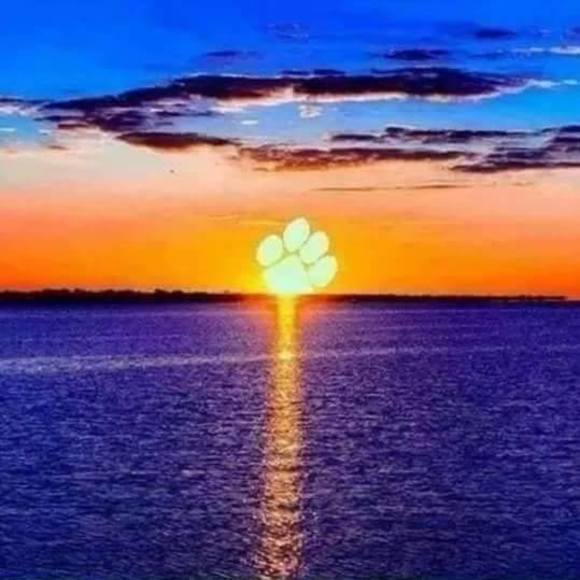 Meet your Posher, Cal - Picture 1 of 1